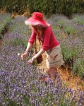 Post image for An Expedition to Pick Lavender at Carshalton Beeches