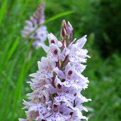 Post image for A Prince Amongst Orchids