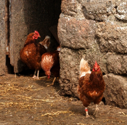Post image for Green and Organic Cornwall