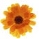 Marigold