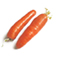 carrot