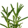 rosemary